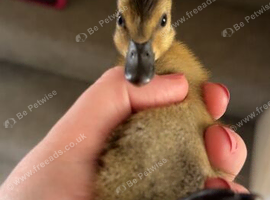 3 ducks