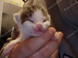 Farm Kittens
