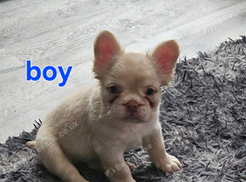 Fluffy french bulldogs