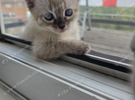 Bengal X scottish fold kittens