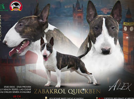 Top pedigree in UK & arround the world