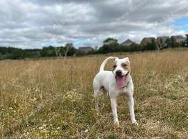Staffy cross American bully