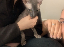 Selling lovely cat she is 1,5years old never still had babies , unfortunately i would able to keep her , she need too much attention she is lovely cat