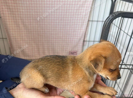 Norfolk terrier x Pomeranian 4 LEFT