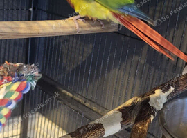 Golden pinapple conure 1 yr old & cage
