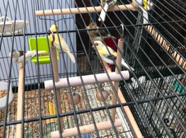 Young canaries