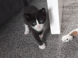 5 beautiful kittens looking for there forever homes