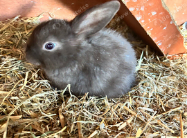3 male bunnies ready 1st