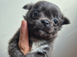 Chihuahua