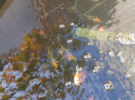 9 young shubunkins 3 approx 6inches 6 approx 5inches