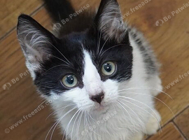 Last male kitten looking for new home 'Puffin'