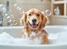 dog grooming