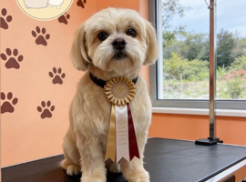 Dog Groomer