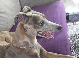 Lurcher x whippet