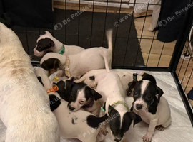 Jack Russell puppies