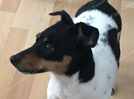 Jack Russell