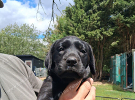 Beautiful litter of puppies Ready to go now