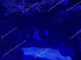 Black and white clown fish