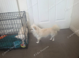 Female chihuahua long coat