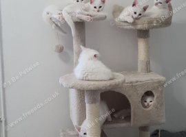 Ragdoll X khan Manee kitten