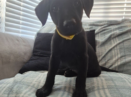 1 boy left ! Gorgeous black lab!
