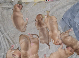 Newborn American Bully's 1 week old