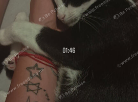 Family cat for sale