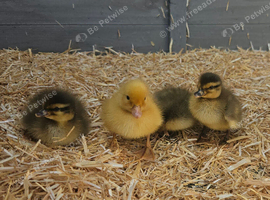 Day Old Call Ducklings