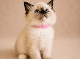 Beautiful Ragdoll Kittens READY NOW!
