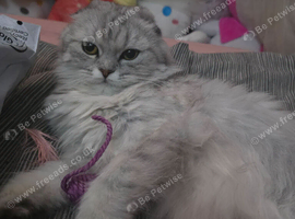 Beautiful Sheba