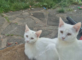Cute kittens