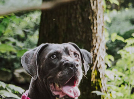 Beautiful cane corso bitch