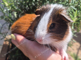 Smooth hair tri colour boar