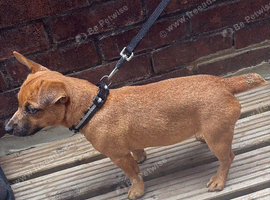 Short legged border russell