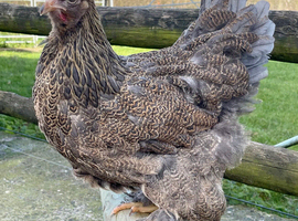 BRAHMA POINT OF LAY PULLETS