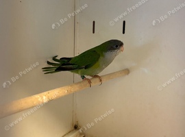 Hen Sierra Parakeet