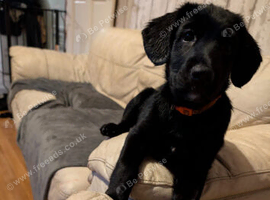 Trixie' German Shepard X Sprocker