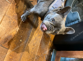 French bulldog      Pedigree blue marl and Shitzu both five years old females
