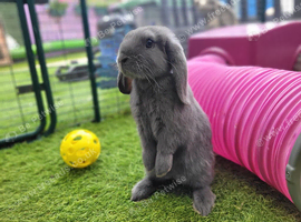 Beautiful Mini Lop Mix Rabbits - READY THURSDAY