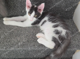 TICA REGISTERED MAINE COON KITTEN