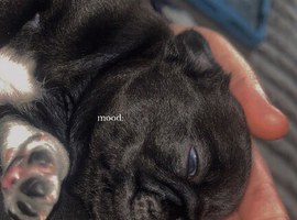 Bugg puppy