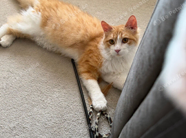 Male ginger and white persion