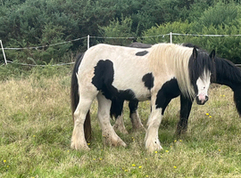 12.1hh cob mare looking for home