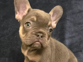 Adorable French Bulldog Puppies Raised with Love and Ready for Their Forever Homes