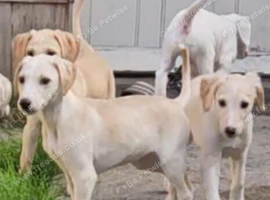 Lovely lurcher puppies