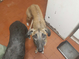 Young lurcher work or pet