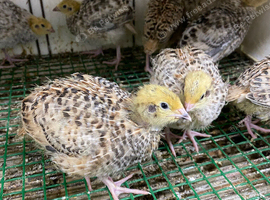 Japanese quails