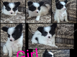Papillon puppies