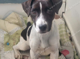 Jack Russell