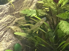 5 spotted rainbowfish and a female and male apistogramma trifasciata